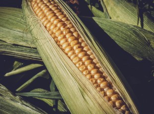 �й�ũѧ���֧����������̸���ڹ������ٿ�