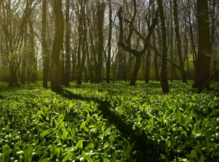 ���������ͼ����� ���й�ũ�ʡ��ִ�ũҵ�����Ŷ�������������